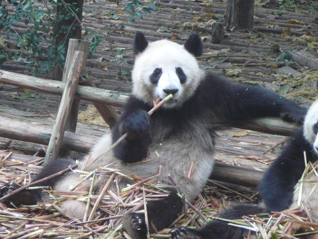 A Chinese panda at the Chengdu preserve. From 10 Things You’ll Learn as a First-Time Traveler to China